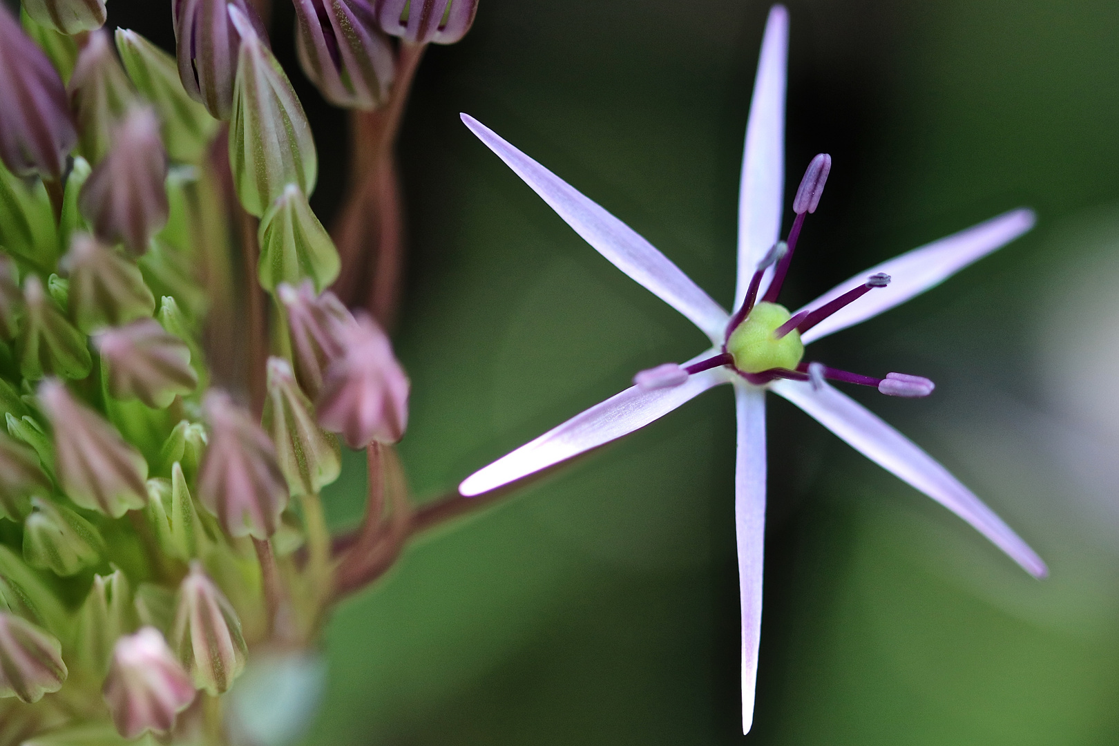 Mittwochsblümchen     Allium 