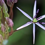 Mittwochsblümchen     Allium 