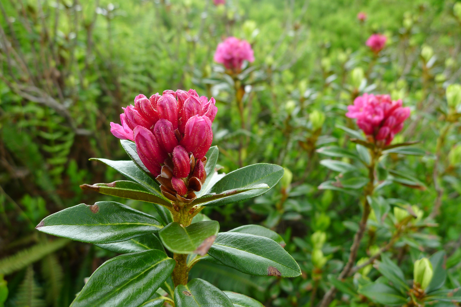 Mittwochsblümchen: Alpenrose 