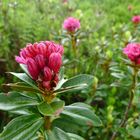 Mittwochsblümchen: Alpenrose 