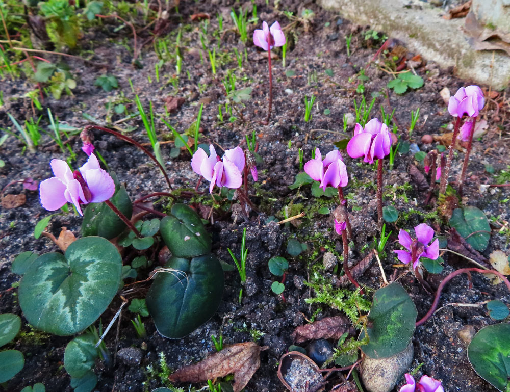 Mittwochsblümchen: Alpenveilchen (2)