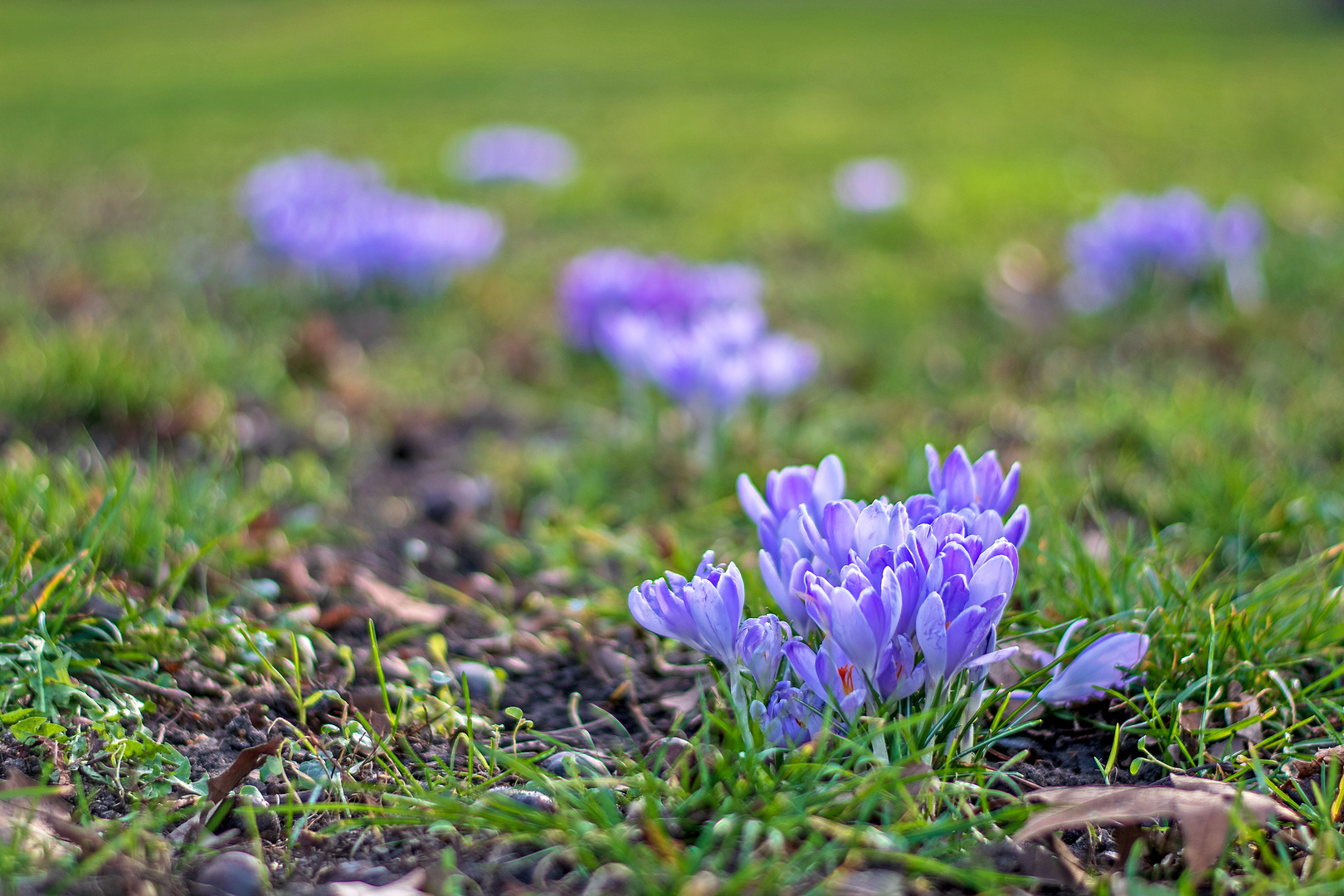 Mittwochsblümchen als Frühlingsbote