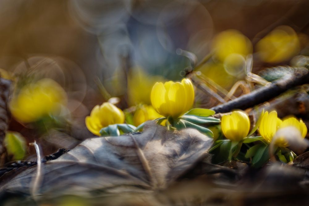 Mittwochsblümchen am 09.03.2022