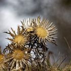 Mittwochsblümchen am 14.04.2021