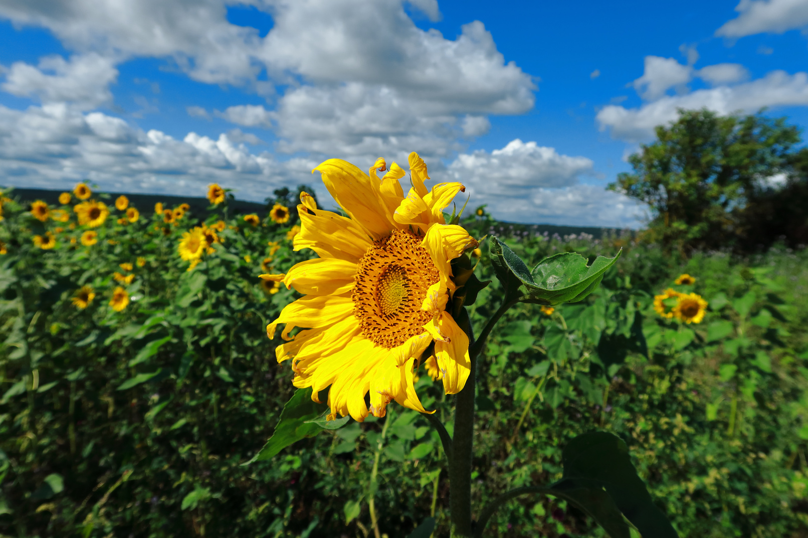 Mittwochsblümchen am 15.09.21...