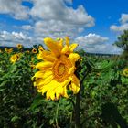 Mittwochsblümchen am 15.09.21...