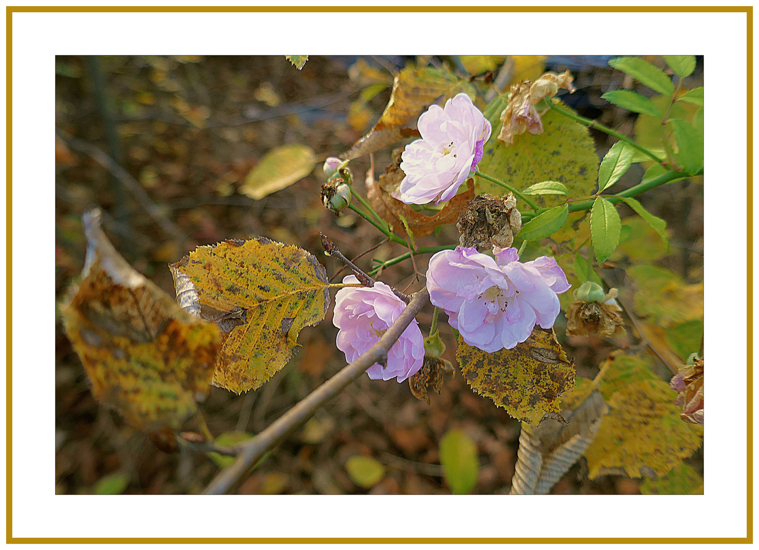 Mittwochsblümchen am 15.11.22