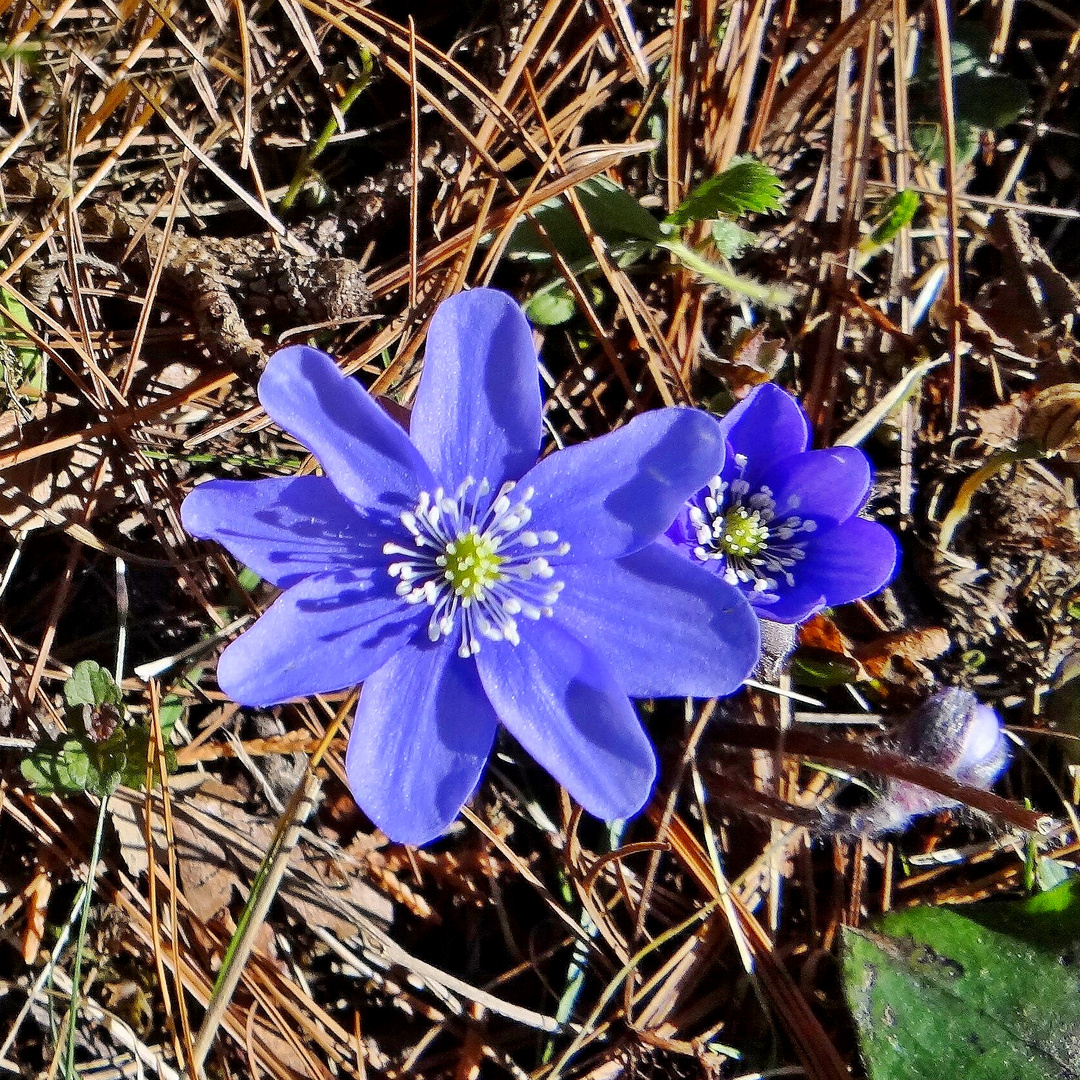 Mittwochsblümchen am blue Monday