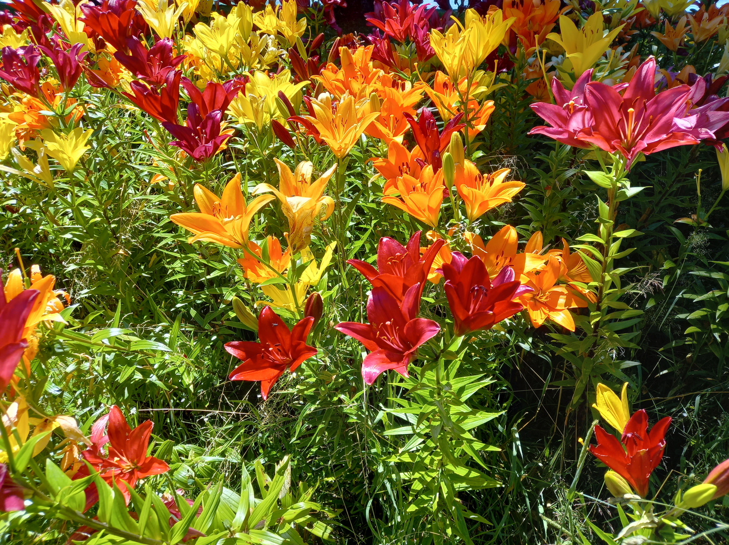 Mittwochsblümchen am Bodensee