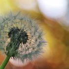 Mittwochsblümchen am Dienstag :-))