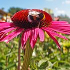 Mittwochsblümchen am Dienstag