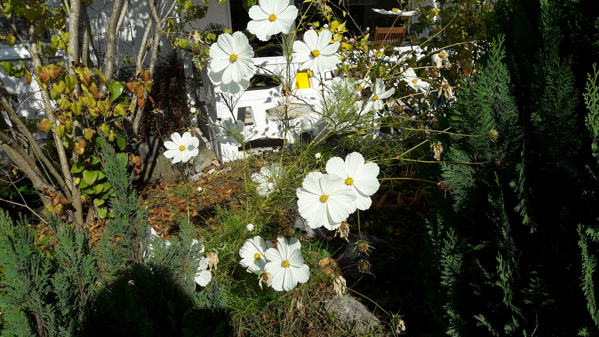 Mittwochsblümchen am Donnerstag