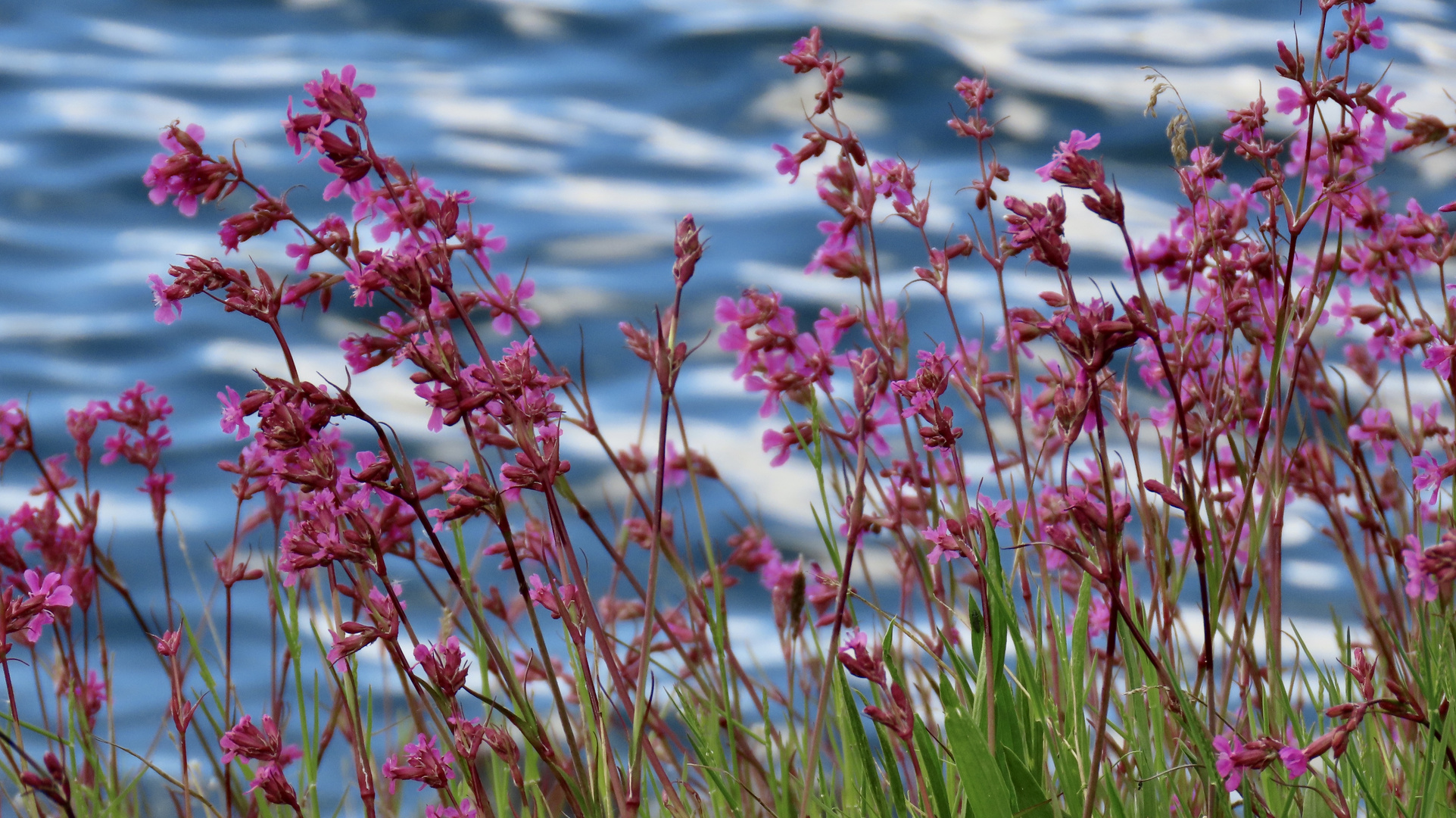 Mittwochsblümchen am Fjord..........