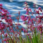 Mittwochsblümchen am Fjord..........