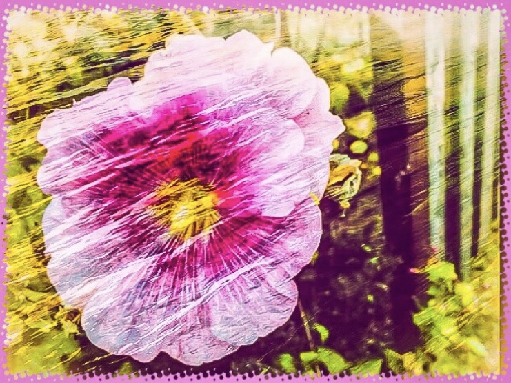 Mittwochsblümchen- Am Gartenzaun