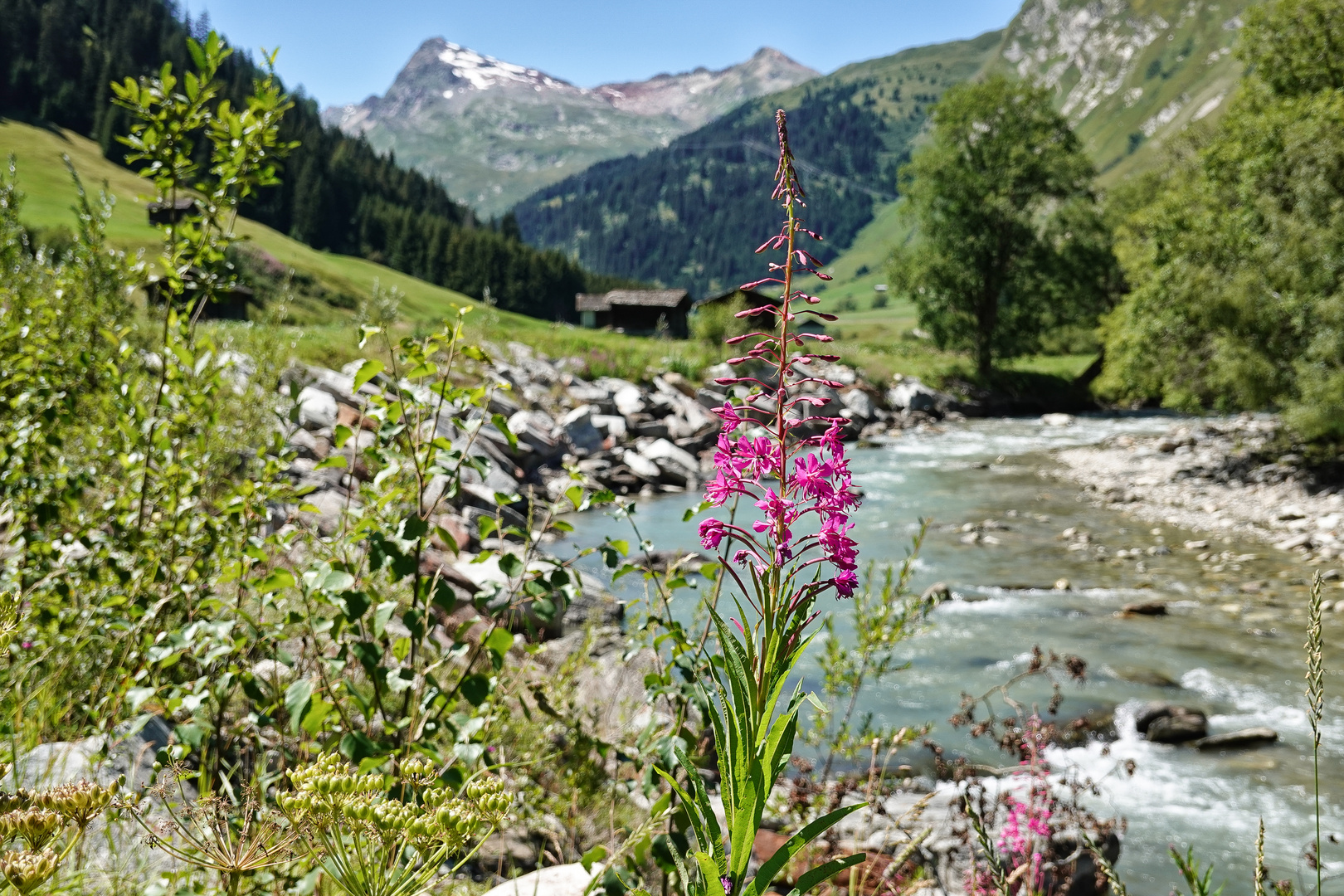 Mittwochsblümchen am jungen Rhein