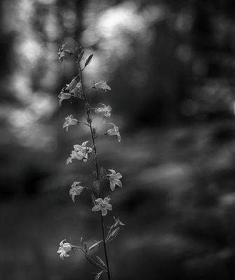 Mittwochsblümchen am Montag