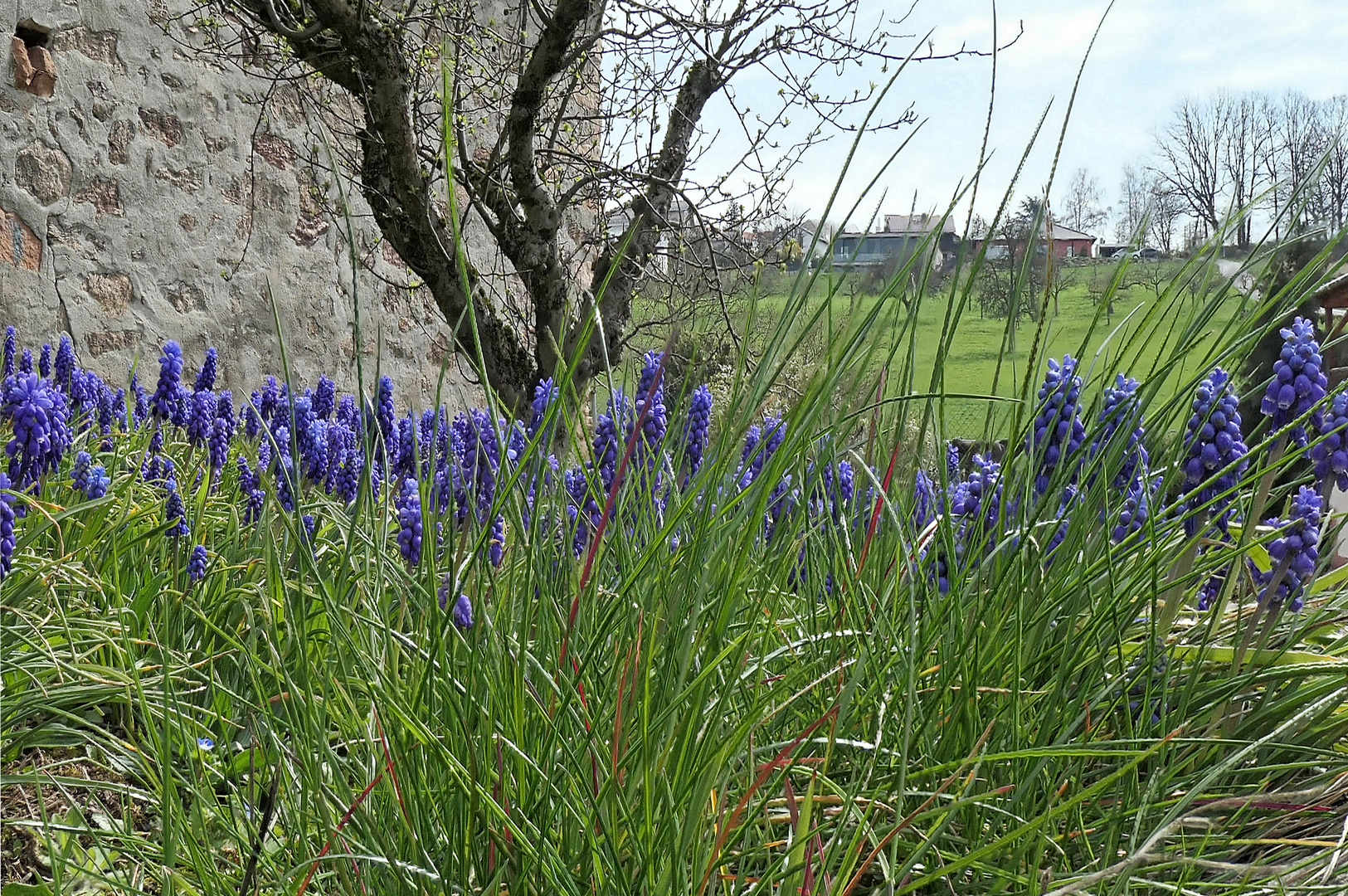 Mittwochsblümchen am Ortsrand