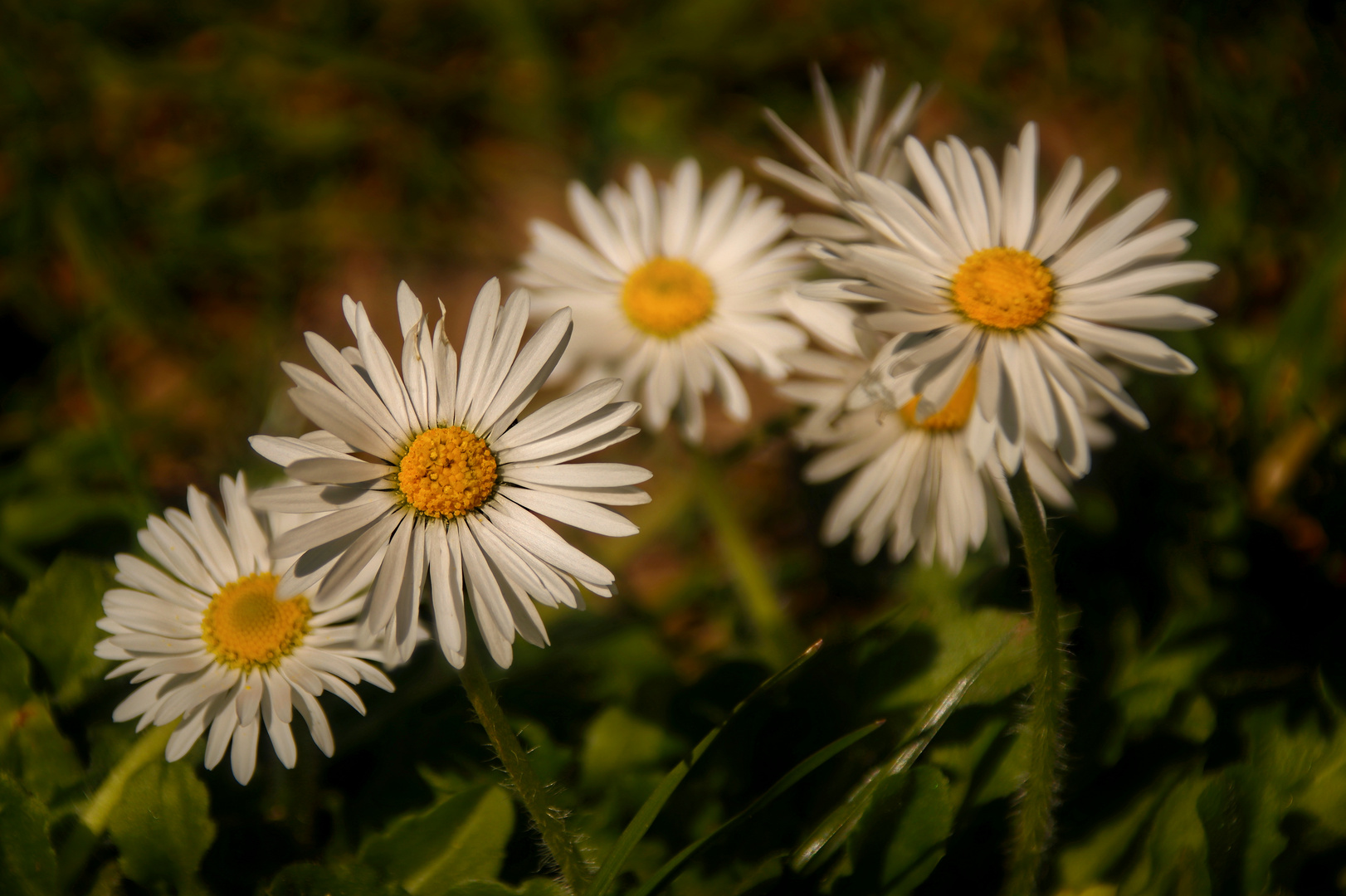 Mittwochsblümchen am Ostersonntag