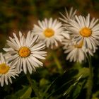 Mittwochsblümchen am Ostersonntag