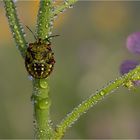 Mittwochsblümchen am Rande