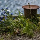 Mittwochsblümchen am rostigen Poller