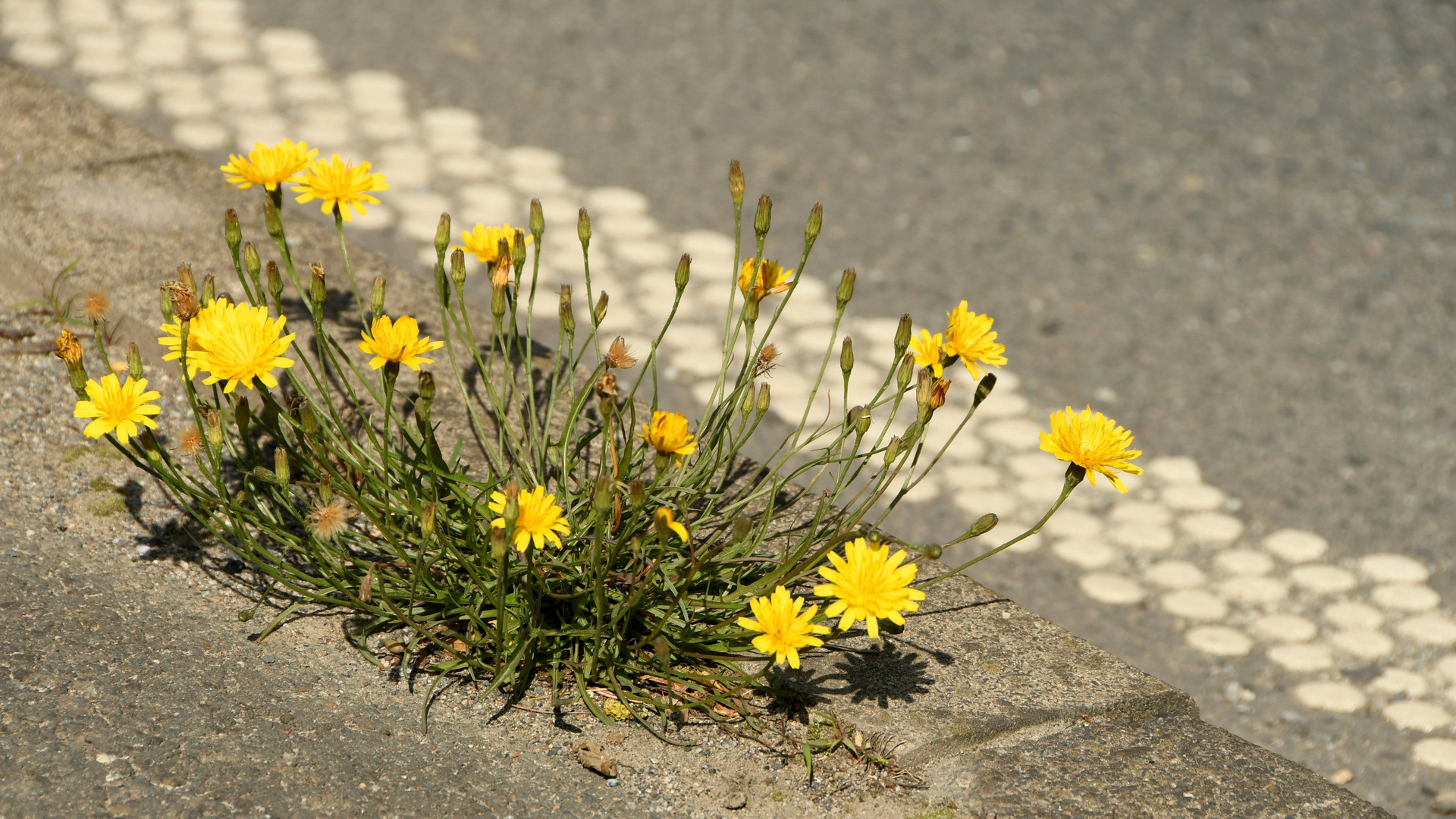 Mittwochsblümchen - Am Strassenrand -