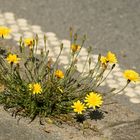 Mittwochsblümchen - Am Strassenrand -