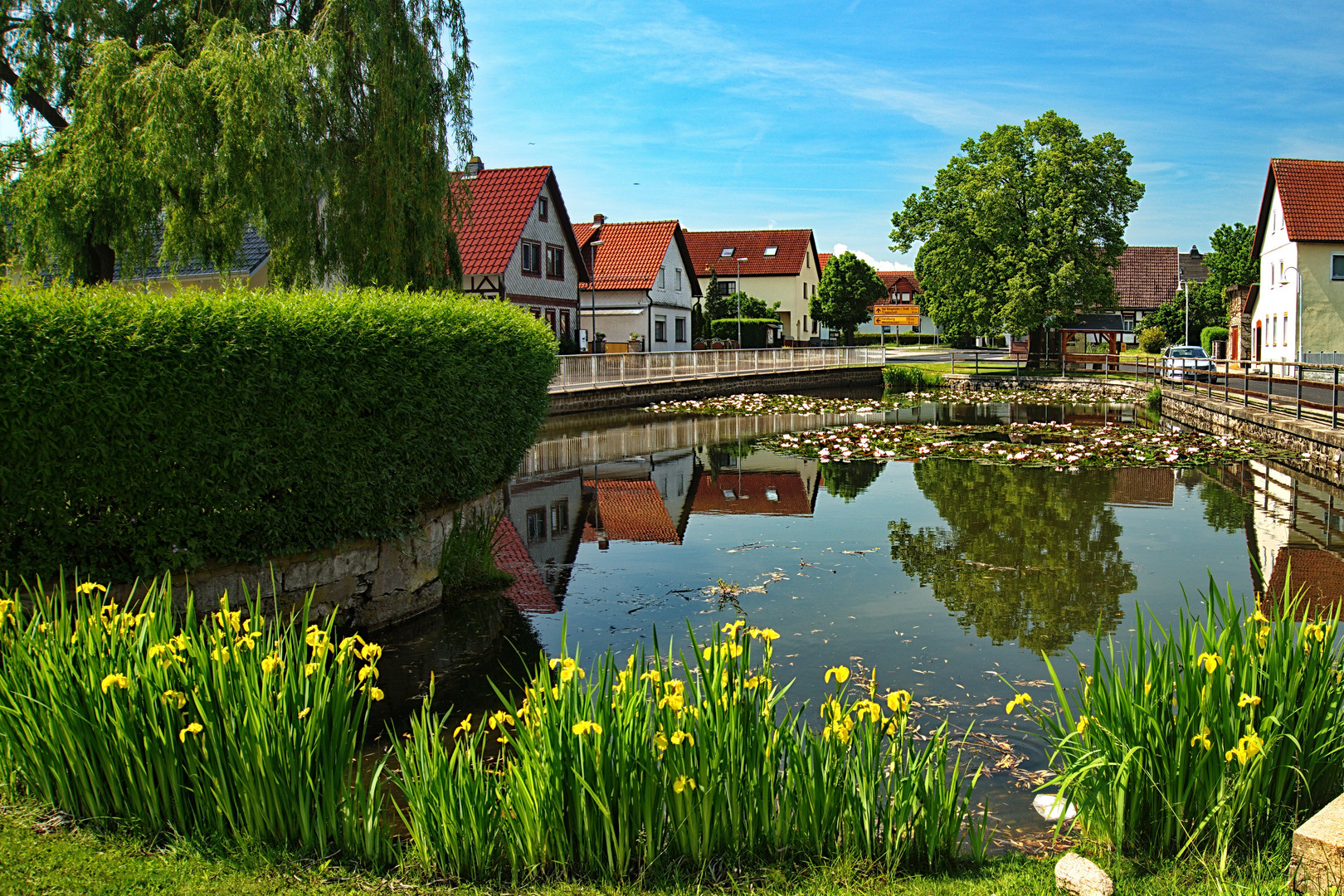 Mittwochsblümchen am Teichrand und auf dem Wasser