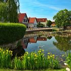 Mittwochsblümchen am Teichrand und auf dem Wasser