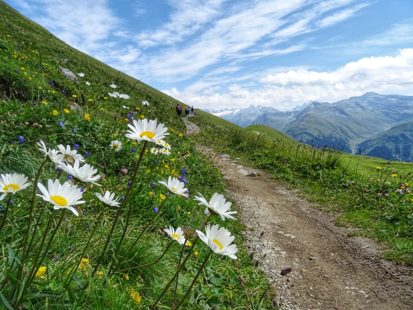 Mittwochsblümchen am Wegesrand