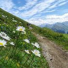 Mittwochsblümchen am Wegesrand