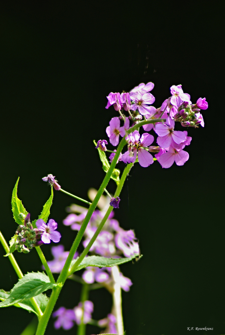 Mittwochsblümchen am Wegesrand