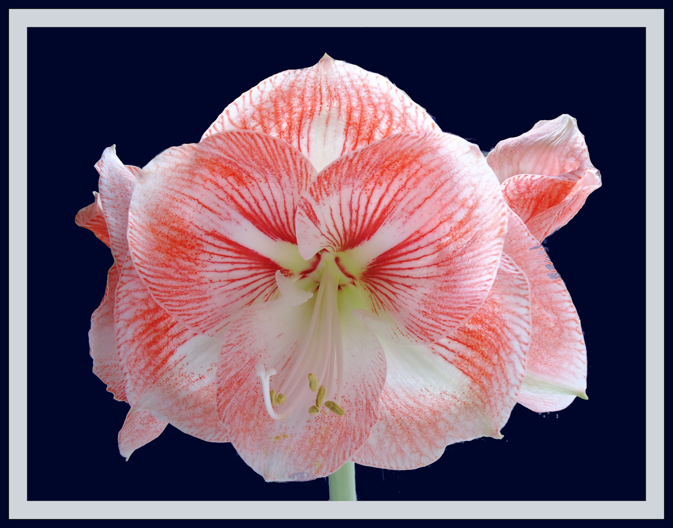 Mittwochsblümchen: Amaryllis