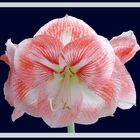 Mittwochsblümchen: Amaryllis