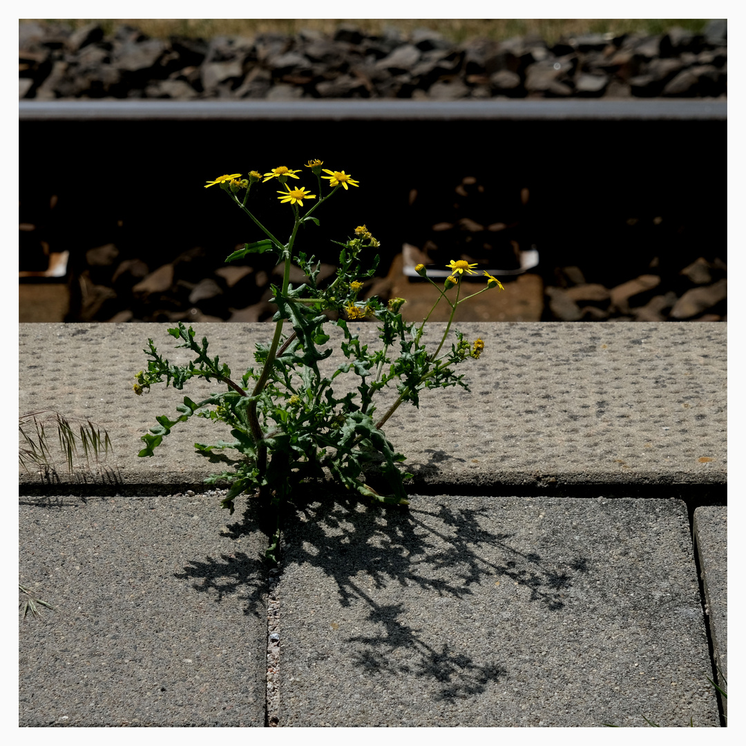 Mittwochsblümchen an der Bahnsteigkante