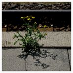 Mittwochsblümchen an der Bahnsteigkante
