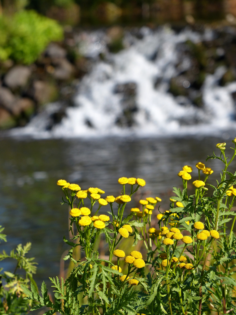 Mittwochsblümchen an der Ruhr