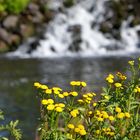 Mittwochsblümchen an der Ruhr