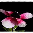 Mittwochsblümchen (Anemone)