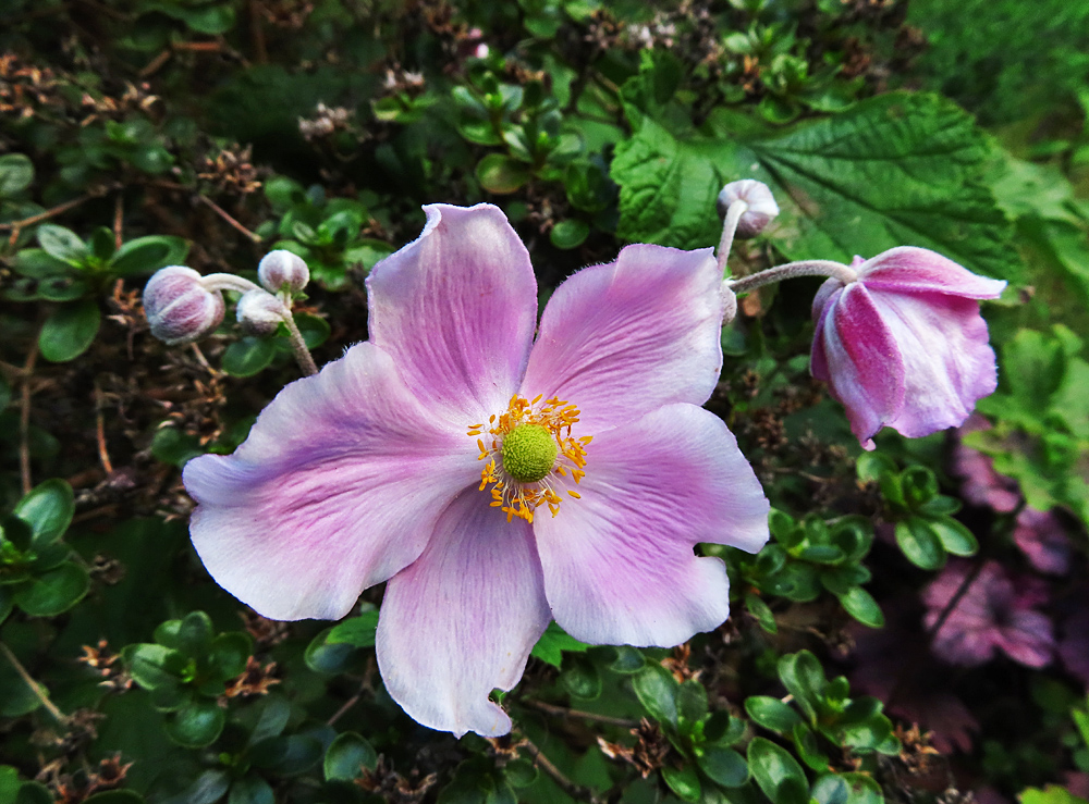 Mittwochsblümchen: Anemone im Vorgarten
