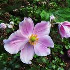 Mittwochsblümchen: Anemone im Vorgarten