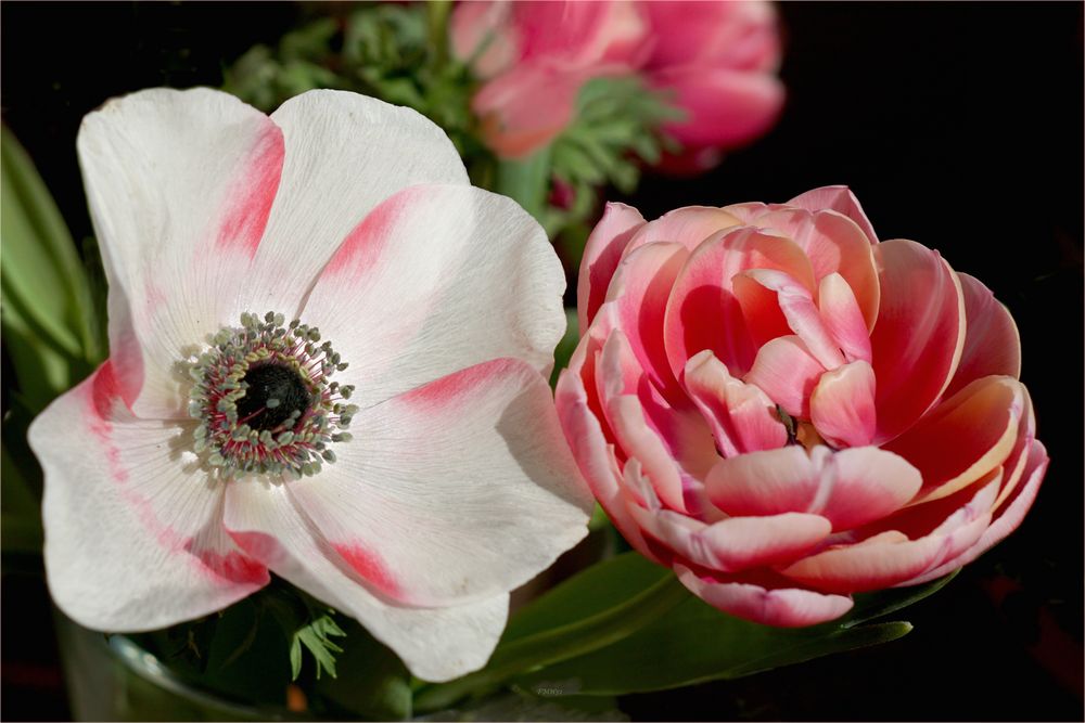 Mittwochsblümchen - Anemone und Tulpen