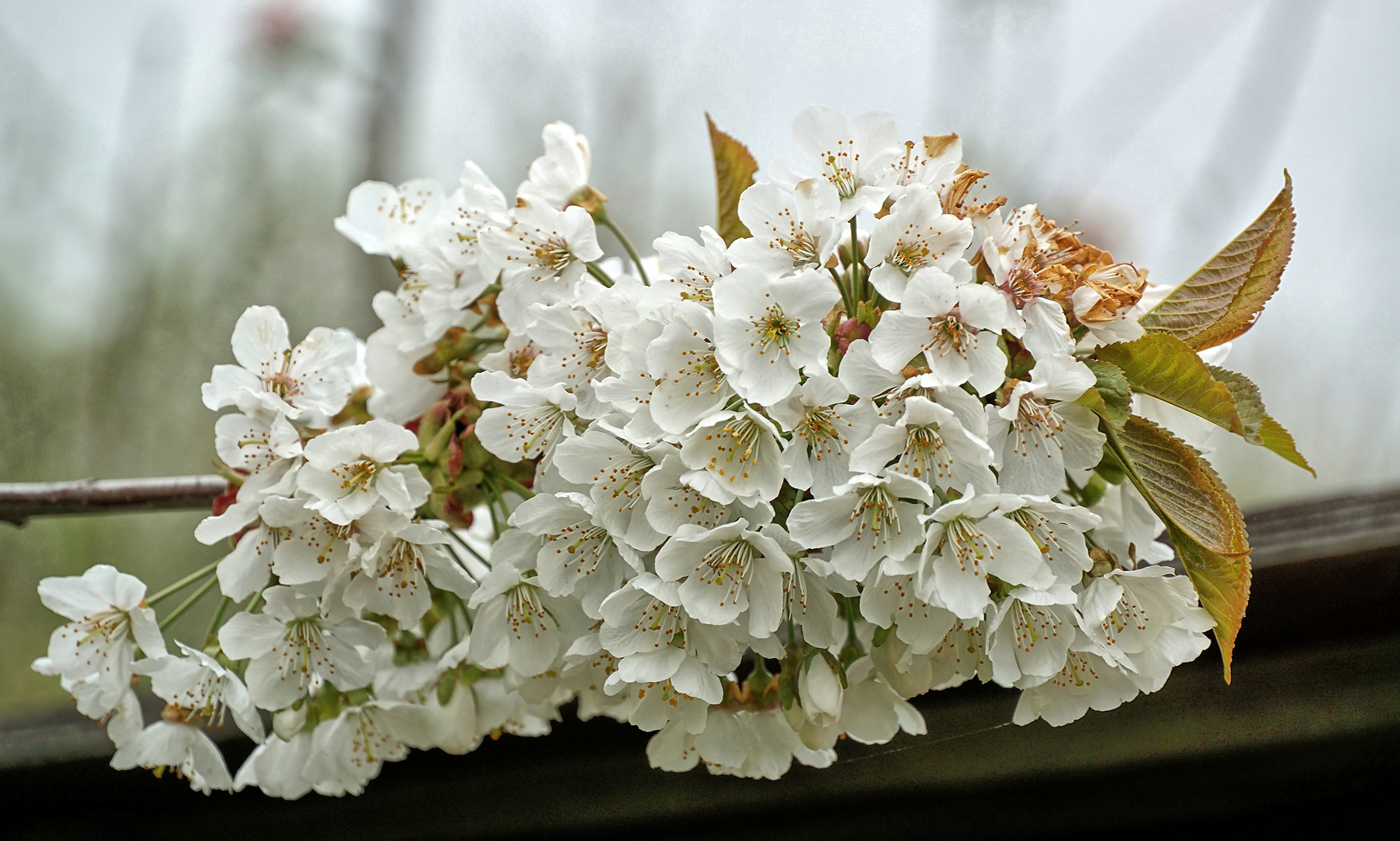 Mittwochsblümchen  Apfelblüte