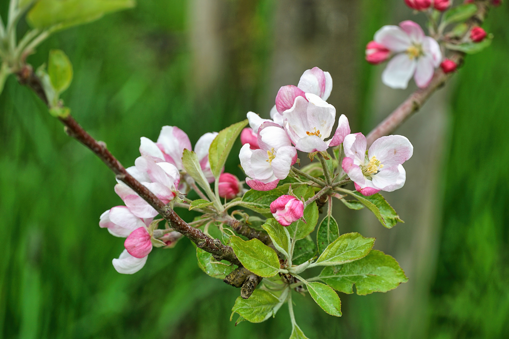 Mittwochsblümchen  Apfelblüte