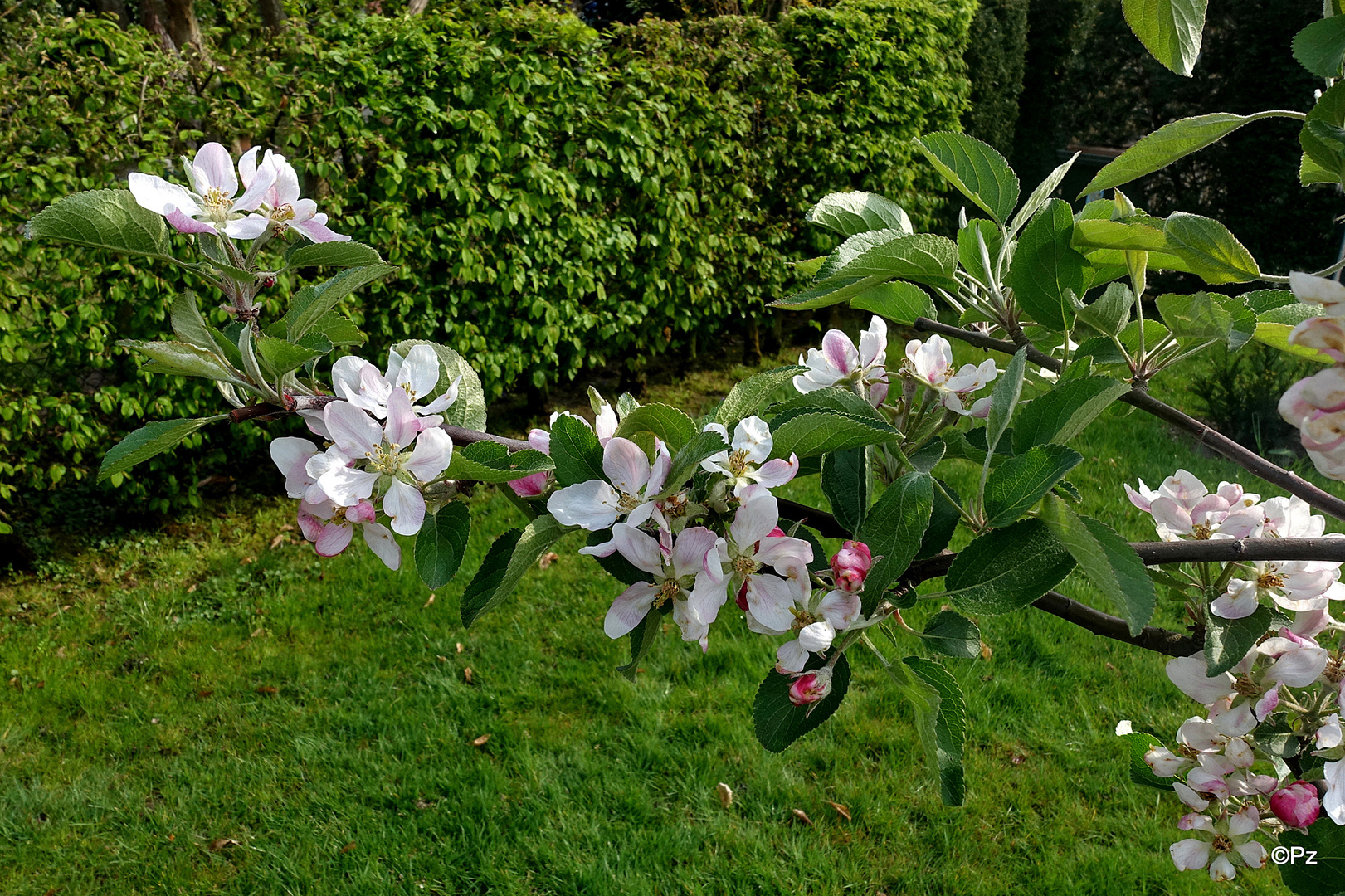 Mittwochsblümchen: Apfelblüten ...