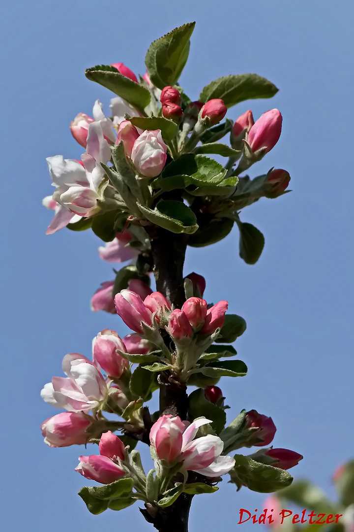 Mittwochsblümchen: Apfelblüten ...