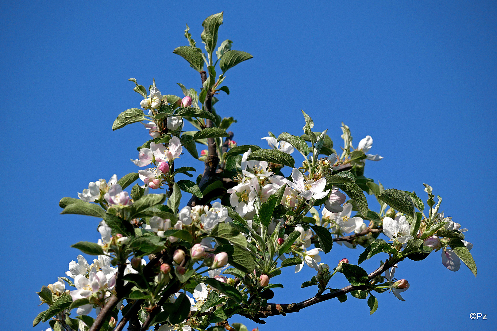 Mittwochsblümchen: Apfelblüten ...