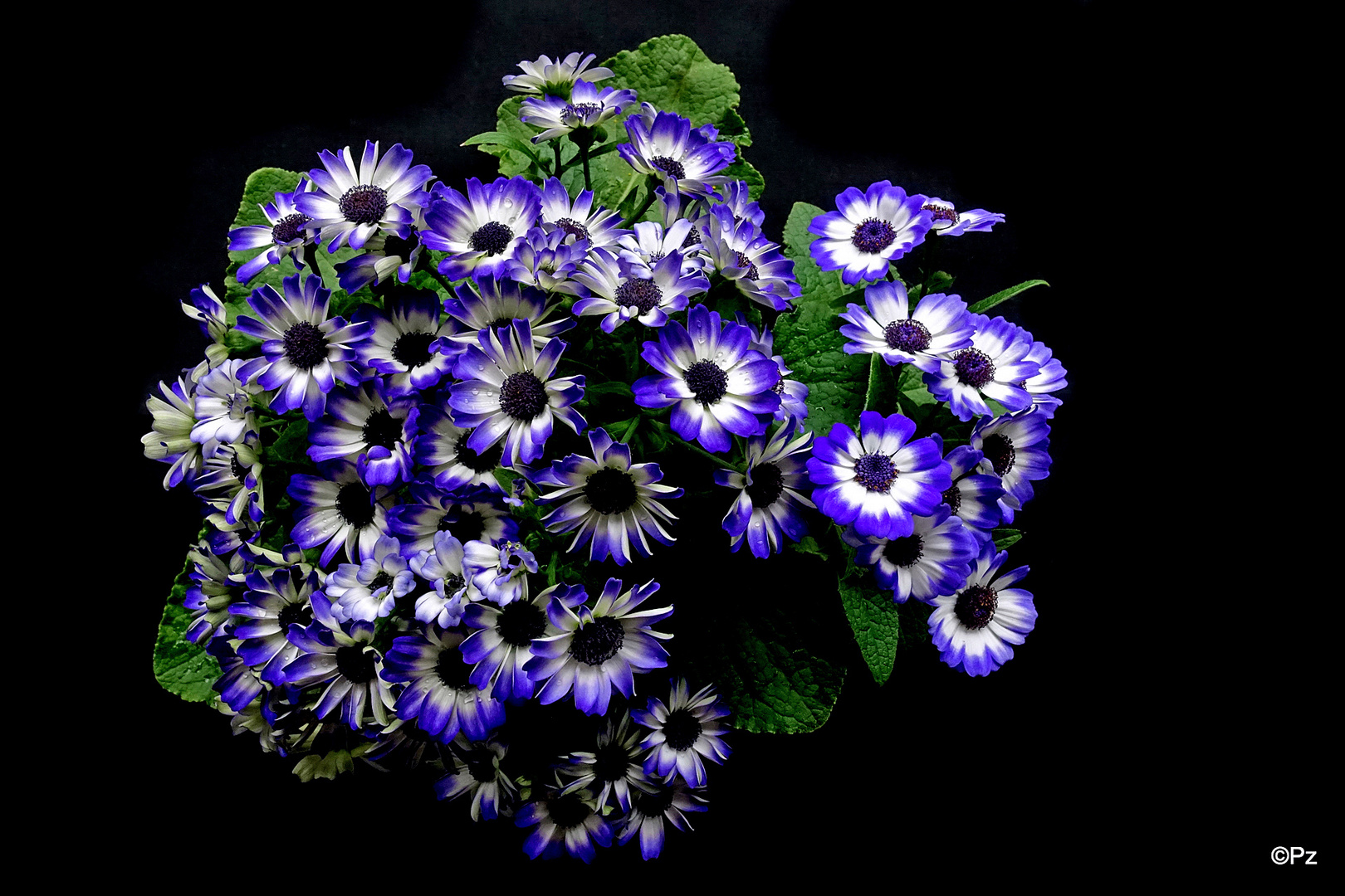 Mittwochsblümchen: Aschenblume / Garten-Zinerarie  (Pericallis hybrida / Cineraria) ...