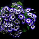 Mittwochsblümchen: Aschenblume / Garten-Zinerarie  (Pericallis hybrida / Cineraria) ...